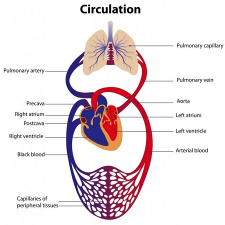 Medical Nursing Quiz – Cardiovascular System 1